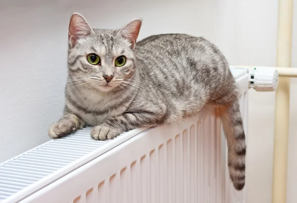 Gato relaxante em um radiador quente — Fotografia de Stock