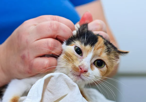 Ta hand om en två månader gammal kattunge — Stockfoto