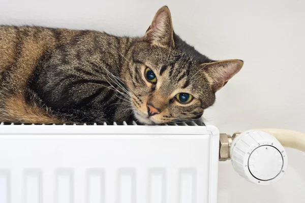 Kat ontspannen op een warme radiator Stockfoto