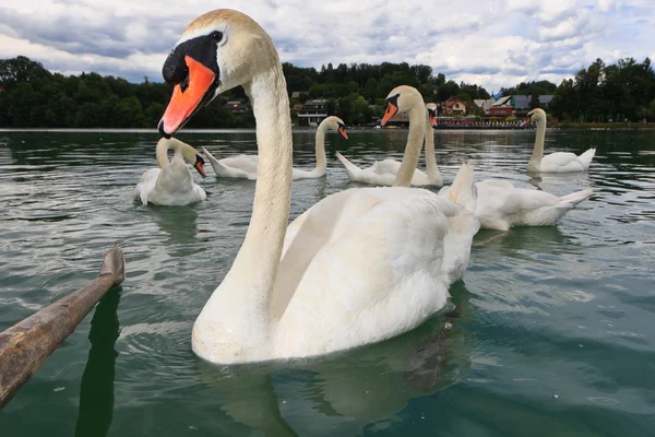 Swans swimming in the lake — Stock Photo, Image