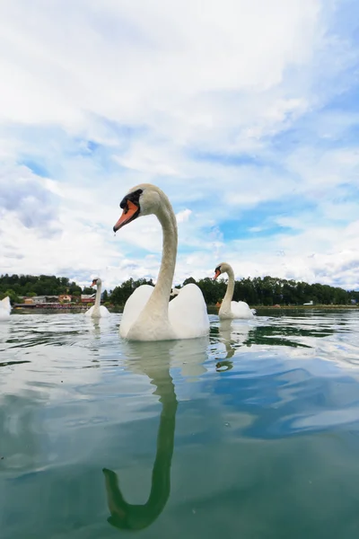 Swans swimming in the lake — Stock Photo, Image