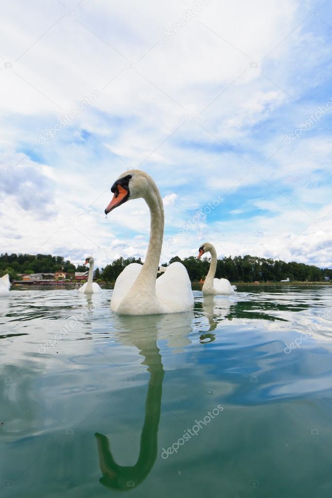 Swans swimming in the lake