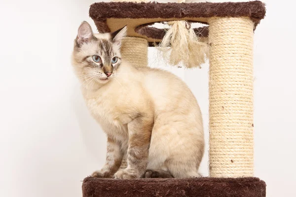 Bengali cat — Stock Photo, Image