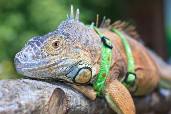 Iguana — Foto Stock