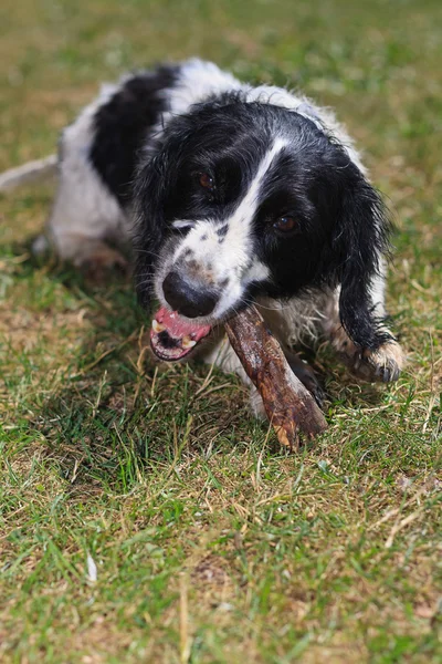 Cane che gioca con il bastone — Foto Stock