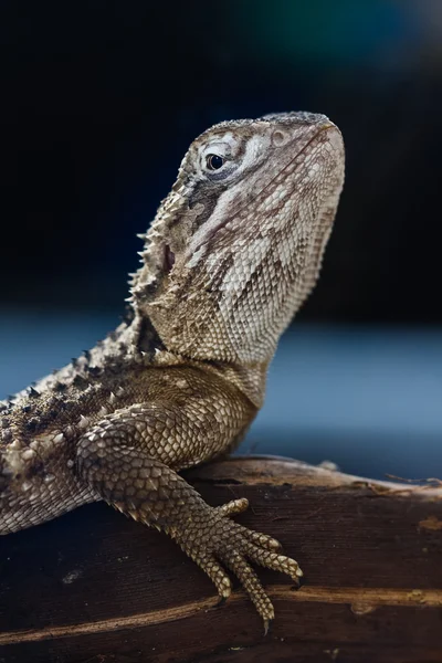 Lagarto Agama — Foto de Stock