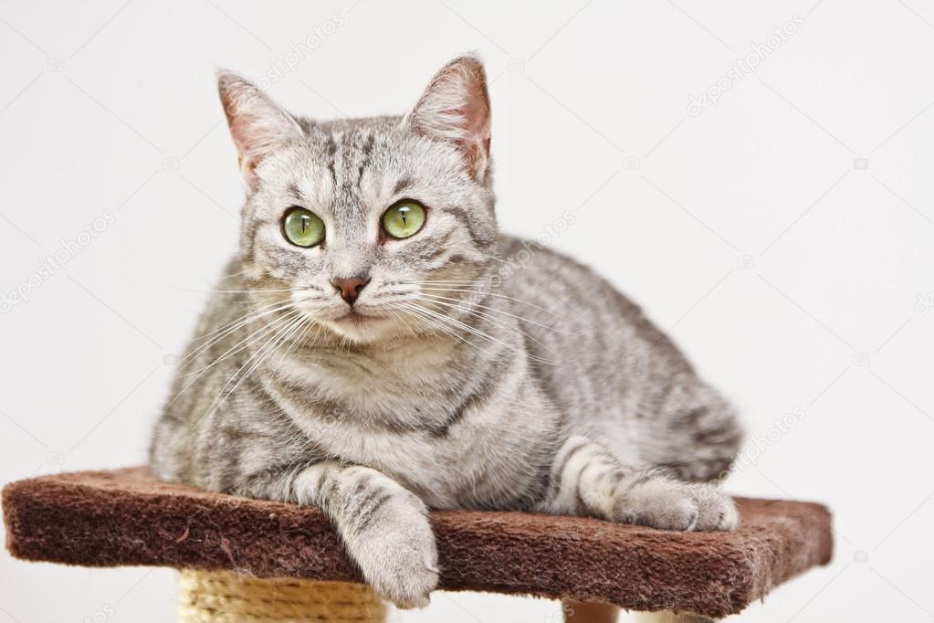 Cat on the platform