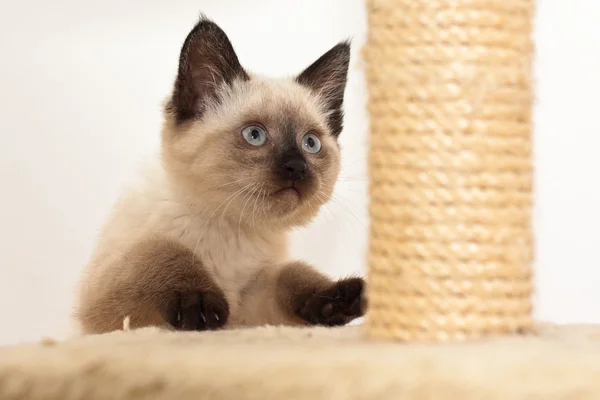 Siamese katt — Stockfoto