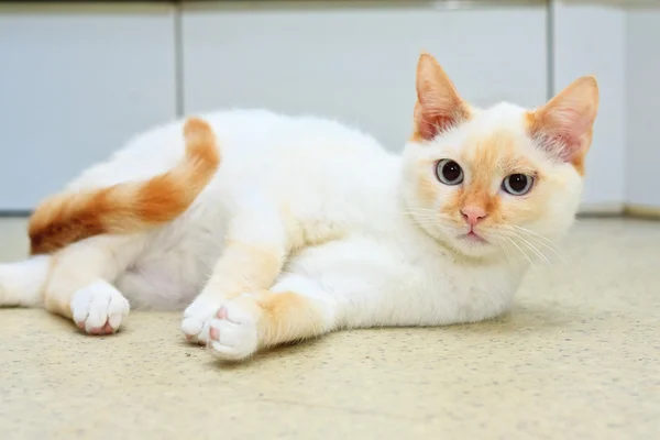 Gato acostado sobre un fondo blanco — Foto de Stock