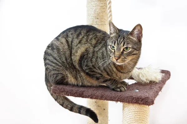 Un gato gris sentado — Foto de Stock