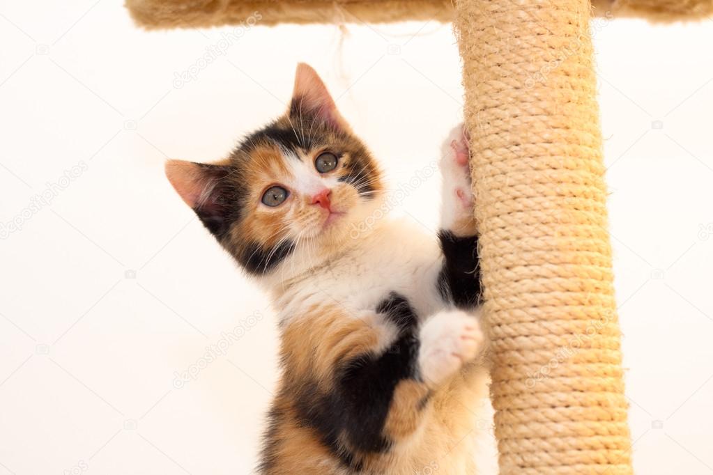 Kitten playing on a cat tree