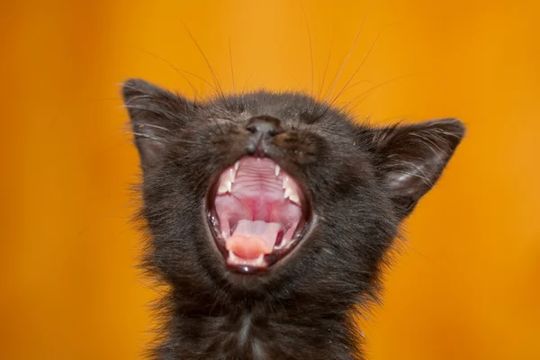 Pequeño gatito negro — Foto de Stock