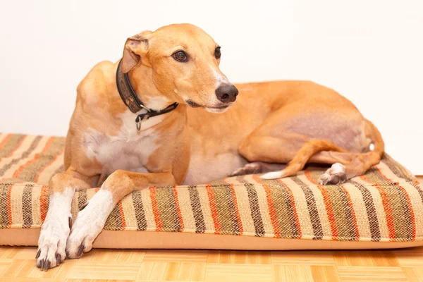 男の保持している昔ながらのカメラGreyhound opleggen zijn bed — Stockfoto