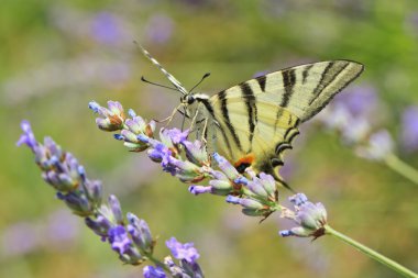 Lavanta çiçekli kelebek