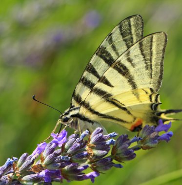 Lavanta çiçekli kelebek