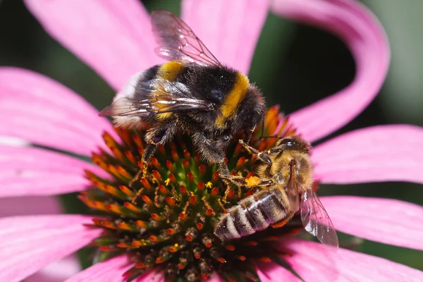 Bumblebee and bee feeding on  the flower — Stock Photo, Image