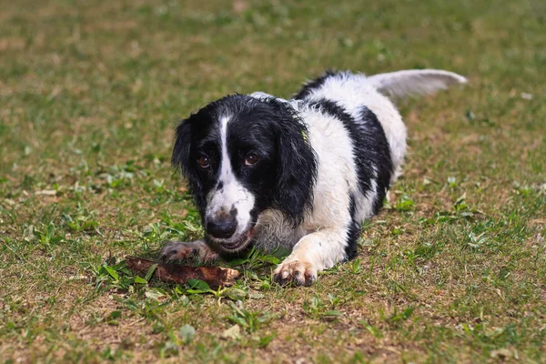 Hund leker med pinne — Stockfoto