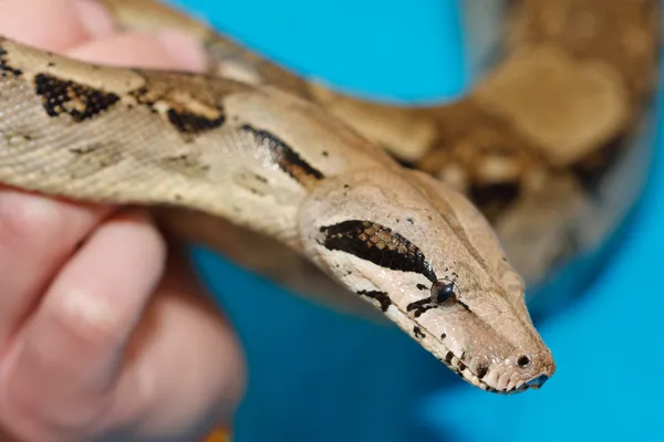 Håller den ung python i handen — Stockfoto
