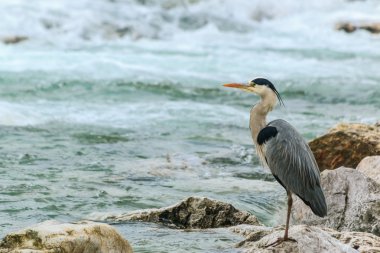 Büyük Mavi Balıkçıl