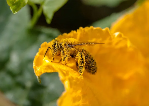 Brudna Robota Pszczoła Pracuje Bardzo Ciężko Est Pas — Zdjęcie stockowe