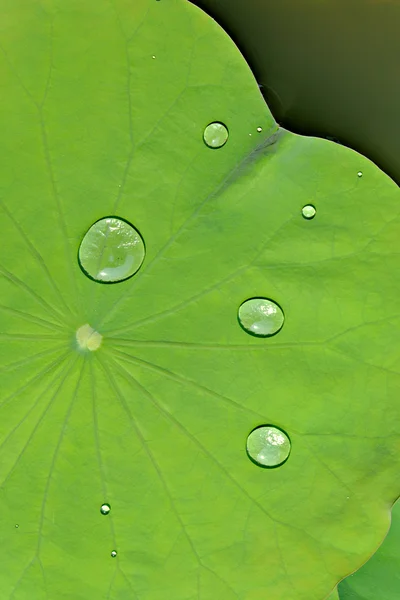 Nilüfer yaprağına su damlası.