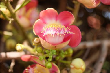 closeup cannonball çiçek