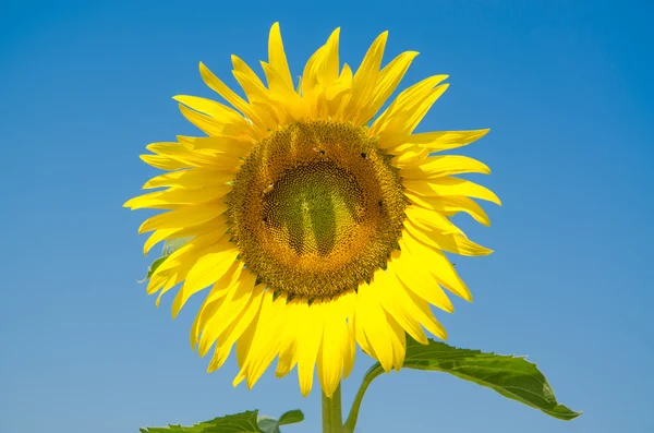 Ayçiçeği ve arılar.