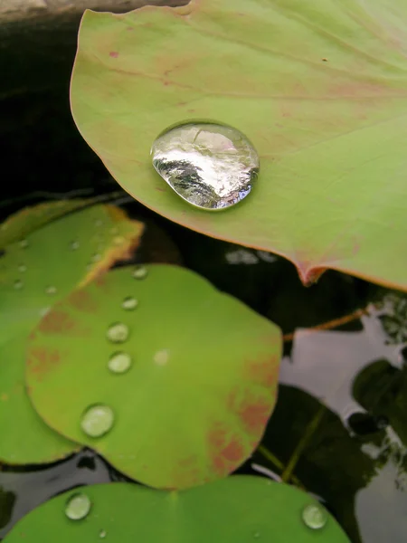 Lotus yaprağı ile su damlası.