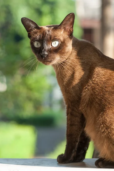 暹罗猫. 免版税图库图片