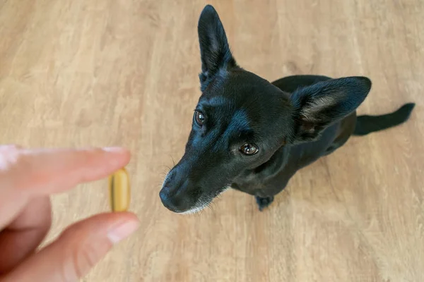 small black dog sit floor home fish oil omega 3 benefits improve life, healthy good for sport immune system man hand give capsule.