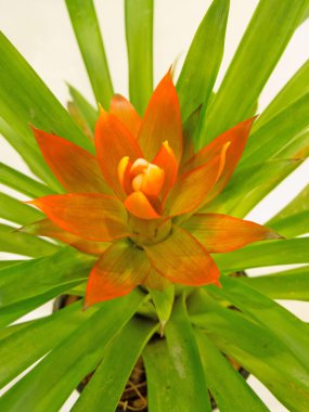 Bromeliad