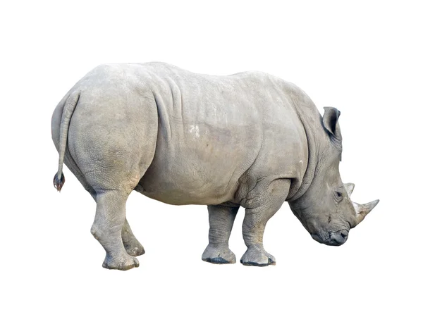 Rhinoceros — Stock Photo, Image