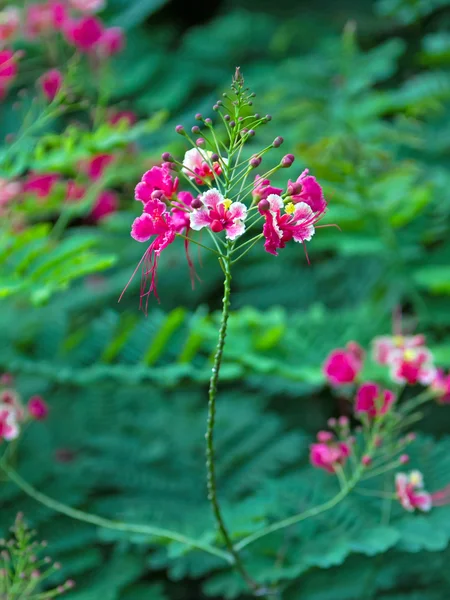 Flores de árvore de chama — Fotografia de Stock