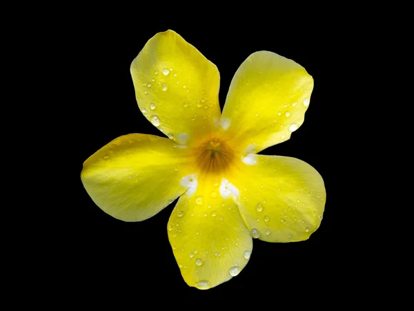 Golden Trumpet Flower — Stock Photo, Image