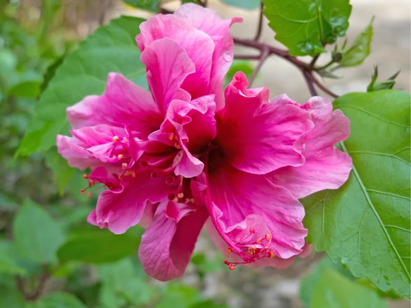 Hibisco-de-rosa — Fotografia de Stock