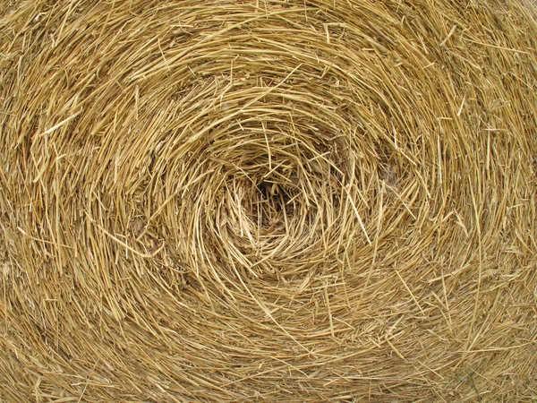 halkalı saman