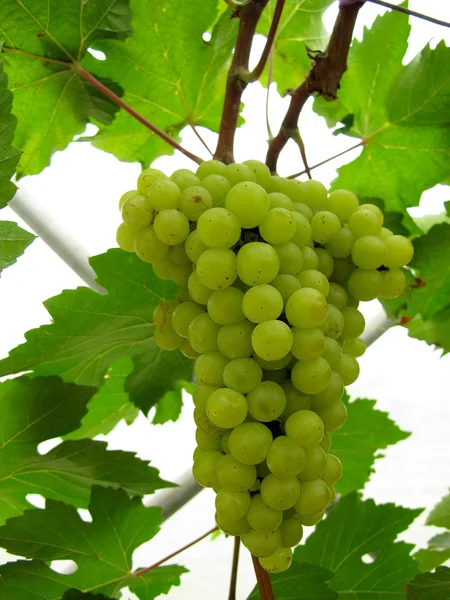 Grapes — Stock Photo, Image