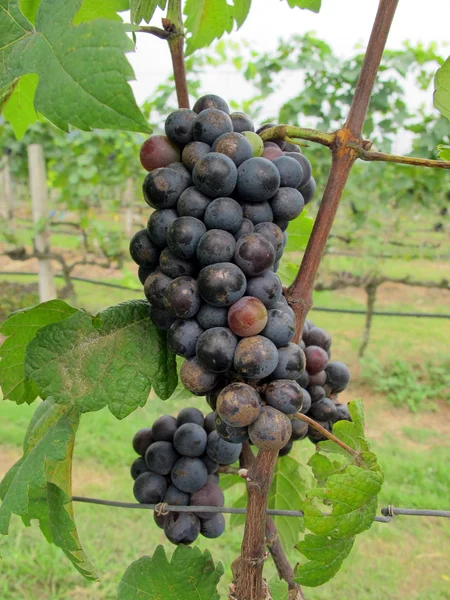 Grapes — Stock Photo, Image