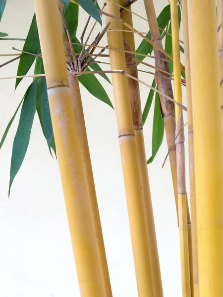 Bambú amarillo —  Fotos de Stock