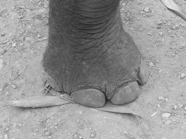 Pie de elefante — Foto de Stock