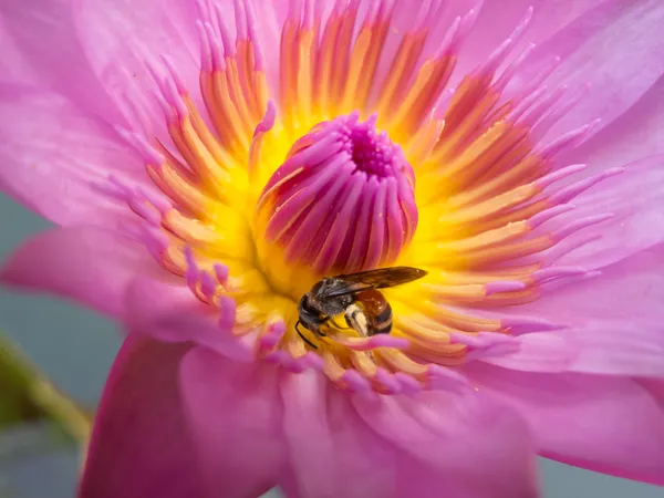 Včela v Lotosový květ. — Stock fotografie