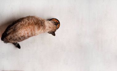 Kedi kuru yiyecek yer. Renkli kedi. Hafif arkaplan.