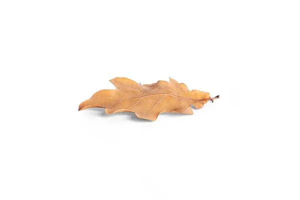 Feuille de chêne d'automne isolée sur fond blanc. — Photo