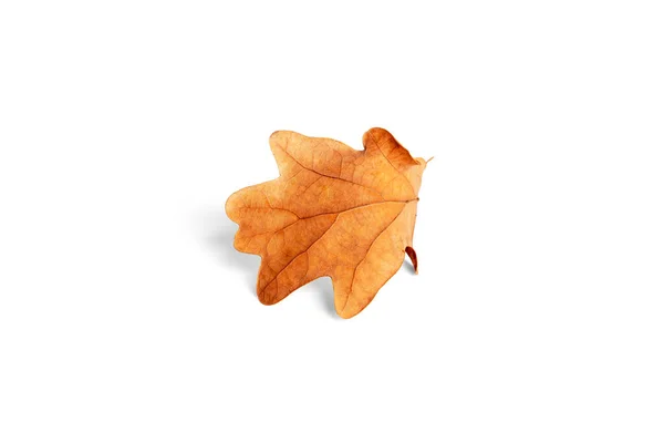 Herfst eikenboom blad geïsoleerd op een witte achtergrond. — Stockfoto