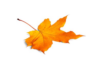 Beyaz bir arka plan üzerinde izole akçaağaç yaprağı.