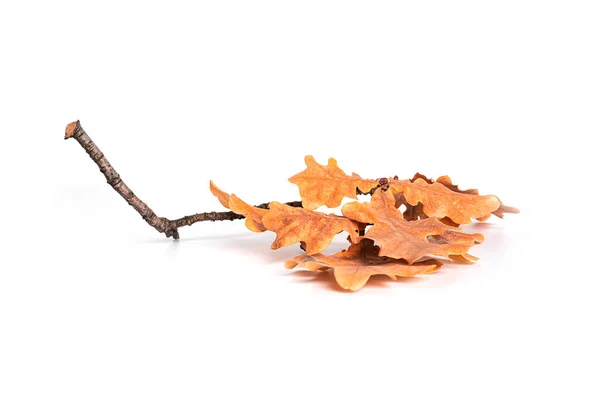 Herfst eikenboom bladeren geïsoleerd op een witte achtergrond. — Stockfoto