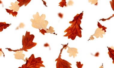 Sonbahar meşe yaprağı beyaz arka planda izole edilmiş. Meşe ağacı yaprakları dökülüyor.