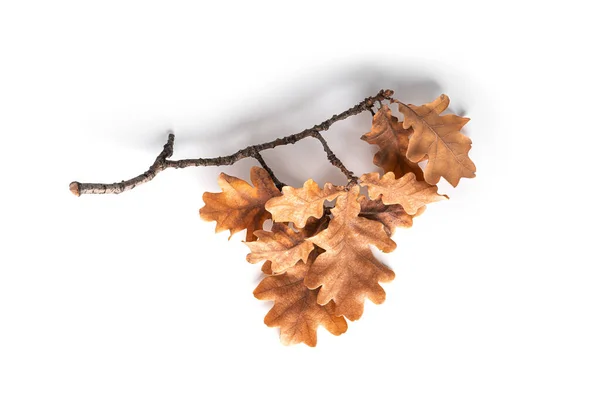 Outono folhas de carvalho isolado em um fundo branco. — Fotografia de Stock