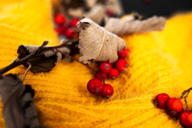 Sonbahar kompozisyonu. Sarı süveter, koyu arkaplanda rowanberry..