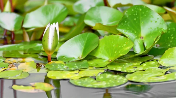 White water lilly på vatten bakgrund med dess knopp och blad — Stockfoto